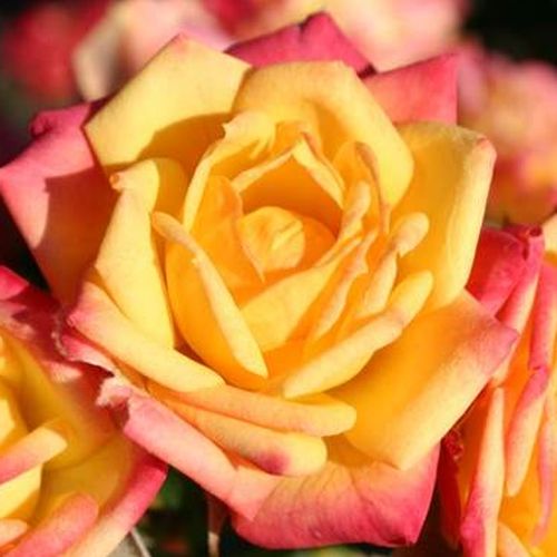 E-commerce, vendita, rose, in, vaso miniatura, lillipuziane - giallo - rosso - Rosa Little Sunset ® - rosa non profumata - W. Kordes & Sons - ,-